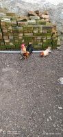 1 Paar Chabo Hühner Hessen - Weilburg Vorschau