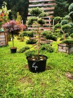 Wacholder Gartenbonsai Formgehölze Formschnitt Japangarten Bayern - Bogen Niederbay Vorschau