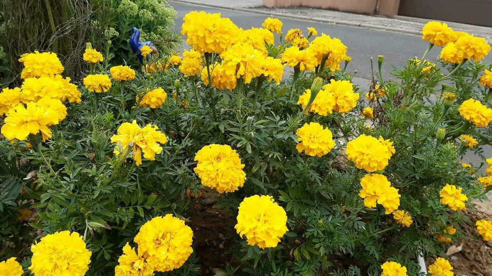 Studentenblume Tagetes Samen gelb 30 cm hoch in Lauda-Königshofen