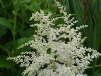 Schöne weiße Astilbe Prachtspiere Bayern - Plattling Vorschau