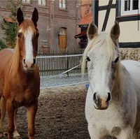 Zwei Vollblutaraber Wallache Freizeitpferd & Beisteller Hessen - Eschwege Vorschau