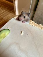 Hamster ❤️Teddyhamster Goldhamster Hamburg - Sülldorf Vorschau