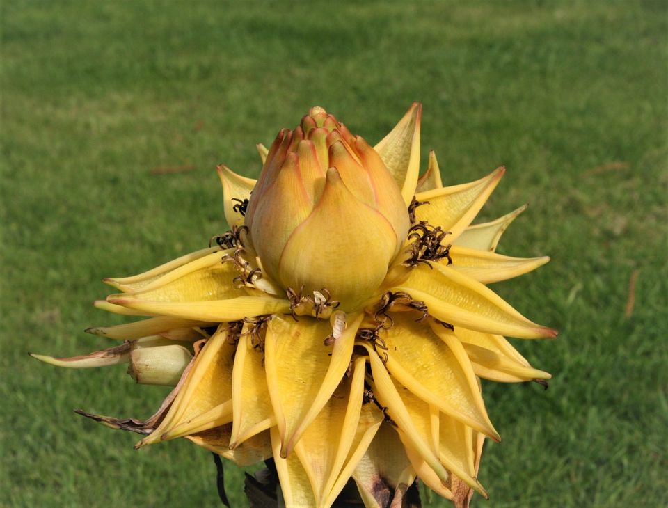 Musella lasiocarpa, Goldene Lotus Bananenstaude, Pflanze im Topf in Krefeld