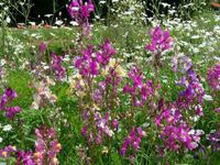 1 Portion Samen Heilpflanzen,Bienenwiese,Biogarten,Schmetterlinge Saarland - Großrosseln Vorschau