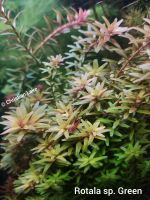 ❗SALE❗⭐☘️ Rotala rotundifolia "Green" Aquariumpflanzen Niedersachsen - Meppen Vorschau