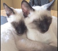 2 Siamesische rasse Katzen mit Impfpass Berlin - Neukölln Vorschau