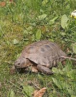 Vermisste Schildkröte Hannover - Ricklingen Vorschau