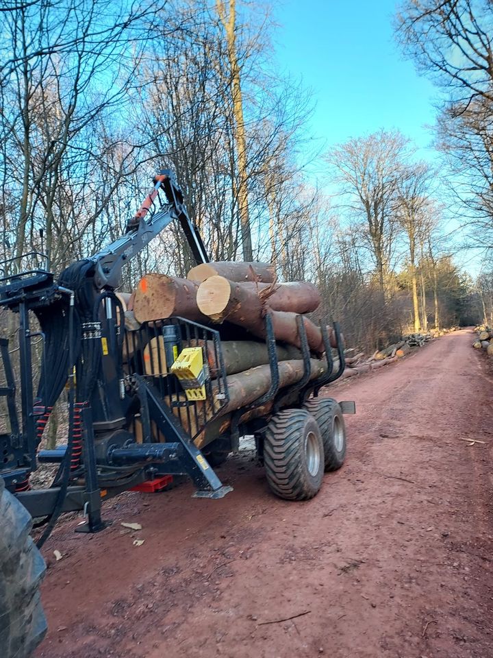 Stammholz Nadelholz Laubholz Fichte Lärche Buche Eiche Brennholz in Mettlach