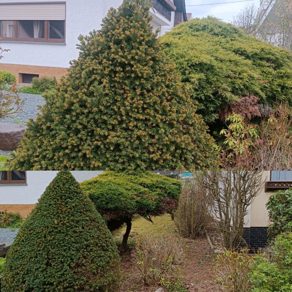 Gartenarbeiten alle Arten Termine frei in Dillingen (Saar)