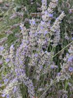 Lavendel frisch Trockenblume Boho Hochzeit Nordrhein-Westfalen - Herne Vorschau