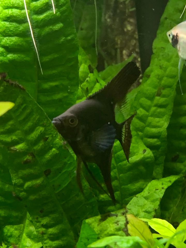 ❤️ Viele schwarze und Gold Skalar Jungtiere Aquarium Fische in Stuttgart