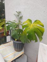 Monstera Zimmer Pflanze 68cm höhe sucht neue zuhause Berlin - Reinickendorf Vorschau