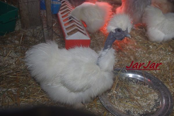 Bruteier Zwergseidenhühner Showgirls USSSilkies in Presseck