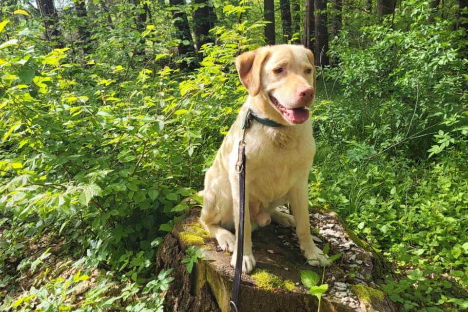 Leonell, Labrador, 6 Jahre, männlich, Tierhilfe Franken e.V. in Lauf a.d. Pegnitz