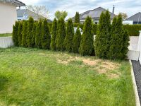 15 Thuja Lebensbaum Höhe ca. 200cm ca. 7-8 Meter (Top-gepflegt) Baden-Württemberg - Bad Dürrheim Vorschau