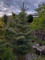 Coloradotanne Abies concolor Niedersachsen - Westerstede Vorschau