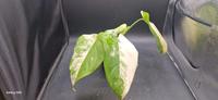 Syngonium Chiapanese variegata Rheinland-Pfalz - Bescheid bei Hermeskeil Vorschau