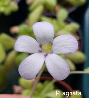 Pinguicula agnata, Fettkraut Thüringen - Neuhaus Vorschau