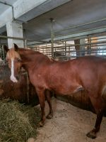 Pferde & hundeosteopathie Bayern - Holzkirchen Vorschau