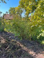 Bambus zum selbst ausgraben Niedersachsen - Lunestedt Vorschau