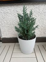 Pflanze für den Garten zu verkaufen Baden-Württemberg - Ostfildern Vorschau
