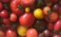 Tomaten Pflanzen Nordrhein-Westfalen - Schieder-Schwalenberg Vorschau