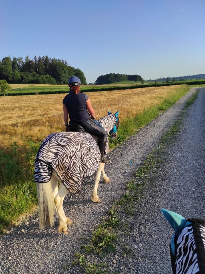 Biete Reitbeteiligung auf Verlasspferd (Pferd sucht Reiter) in Kammeltal