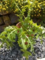 Acanthus molis, Akanthus Gartenpflanze winterhart Hessen - Waldems Vorschau
