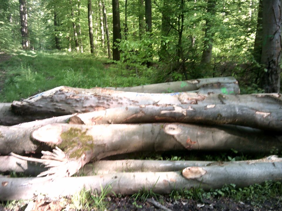 Kaminholz Brennholz Buche in Espenau