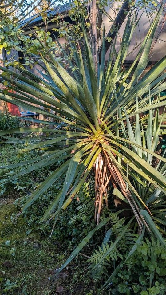 Palmlilien zu verschenken in Hattingen