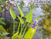 Hechtkraut Pontederia cordata Teichpflanzen im 9 cm-Topf 3,45€ Bayern - Schwarzenfeld Vorschau