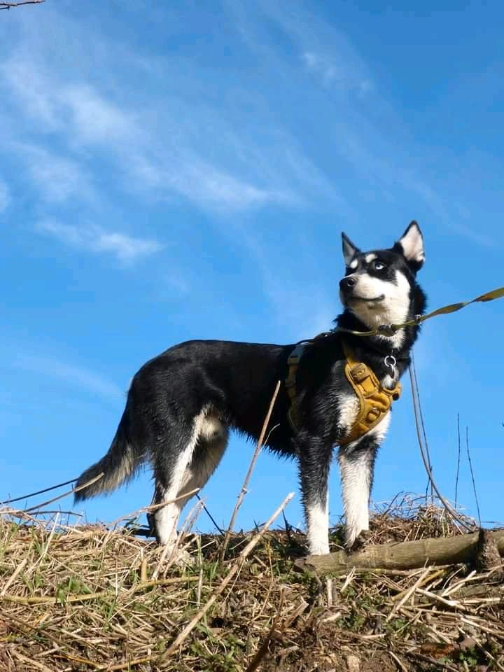 Hunde Geschirr M in Hilzingen