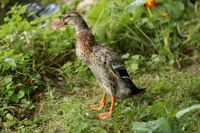 Laufenten für die Gartenhaltung Niedersachsen - Moisburg Vorschau