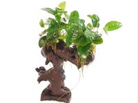 DennerlePlants Dekorpflanzen Aquarium Bonsai Anubias Javafarn Bayern - Schwarzenfeld Vorschau