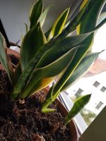 BOGENHANF Sansevieria Schwiegermutterzunge Ableger Baden-Württemberg - Bötzingen Vorschau