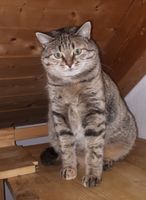 Katzendame - 2 Jahre Bayern - Eichstätt Vorschau