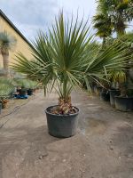 Sabal Minor Zwergpalmetto Palme Nordrhein-Westfalen - Oer-Erkenschwick Vorschau