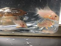 Corydoras sterbai Niedersachsen - Uetze Vorschau