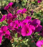 Blaukissen Bressingham Red - Aubrieta Niedersachsen - Bad Zwischenahn Vorschau