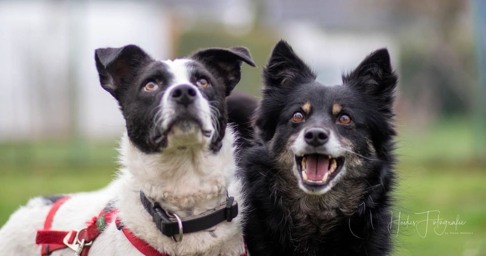 Sanfte ARISCHA ❤️ a.d. Tierschutz sucht ihre Menschen in Erftstadt