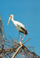 Vögel NEU Afrika Flamingo Strauß Sammelbilder Vögel Marabu Storch Nordrhein-Westfalen - Dinslaken Vorschau