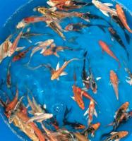 ♥♥♥♥ KOI Teich , tolle Butterfly Kois je 19€  tolle Farben.♥♥♥♥ Berlin - Reinickendorf Vorschau