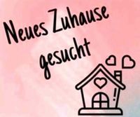 Zuhause gesucht  (1 Erwachsener 2 Kinder ) Baden-Württemberg - Singen Vorschau