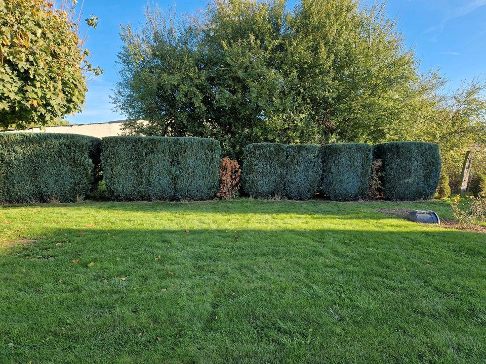 Gartenpflege, Baum-Strauch und Heckenschnitt, Termine frei noch! in Elsdorf