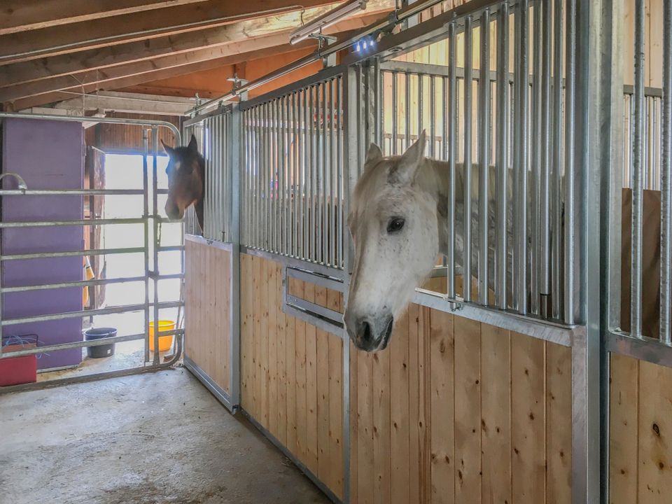 2 Wohnhäuser mit Pferdestall, Reitplatz und 6,4 ha Wiese in Birkendorf in Ühlingen-Birkendorf