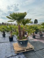 XXL Zwergpalme/2 Gößen/mehrstämmig/winterhart/Chamerops Humilis Hessen - Rodenbach Vorschau