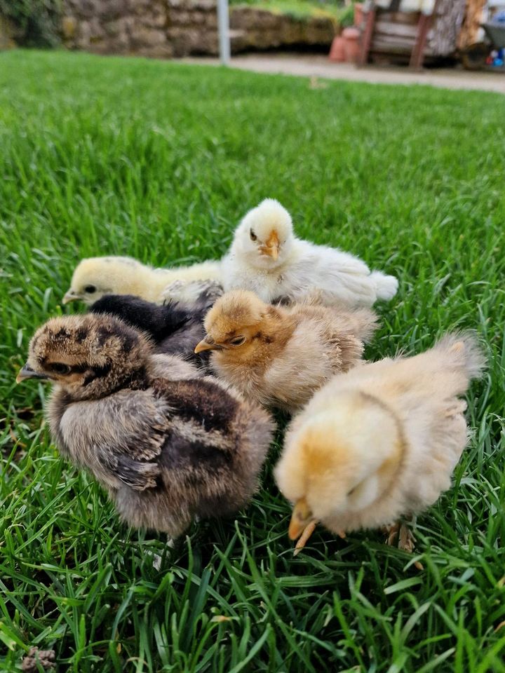 Küken Hühner Silkies Zwergseidenhühner Seidis in Rastenberg