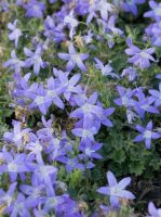 Hängepolster - Glockenblume Poscharskyana winterharte Pflanze Bayern - Waging am See Vorschau