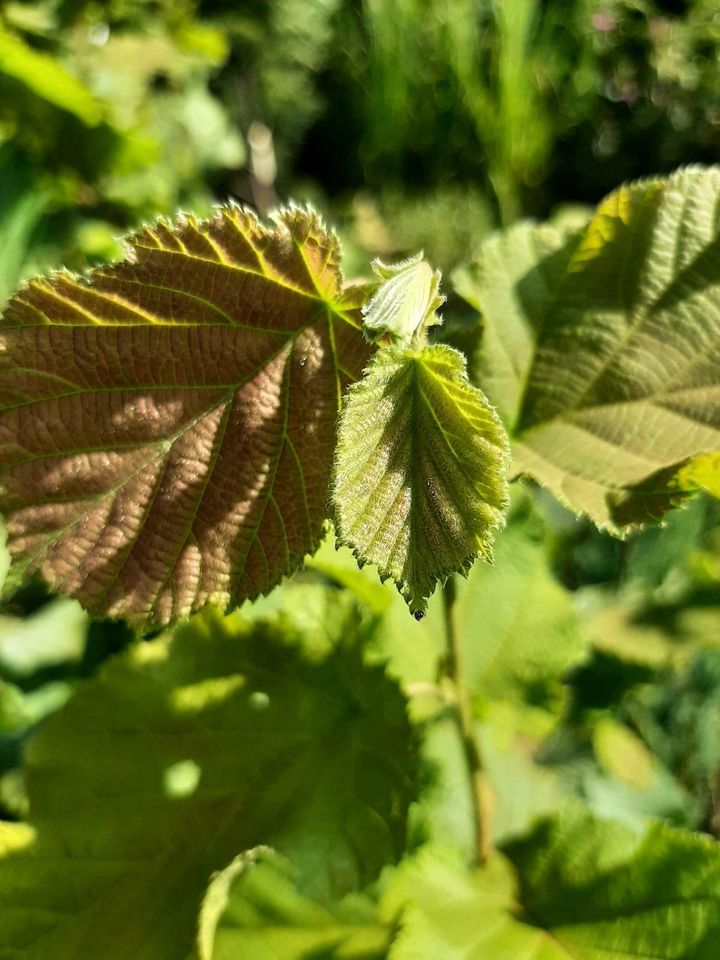 Corylus avellana, Haselnuss, Waldhasel in Großefehn