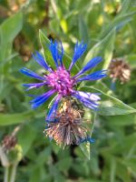 Flockenblume Staude blau winterhart Naturgarten Bayern - Mauern Vorschau